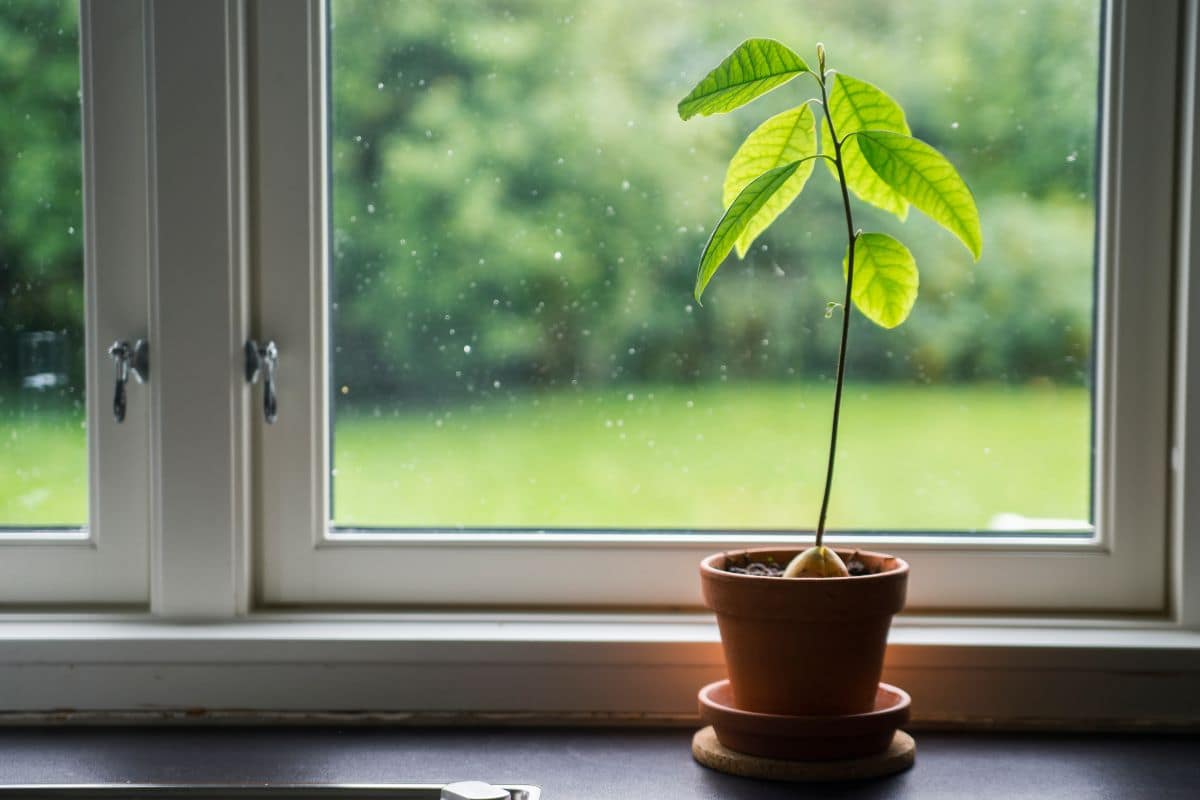 Pianta in vaso davanti una finestra che da su un prato