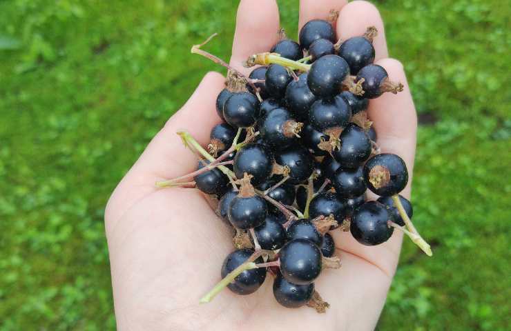 ribes nero